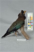 藏品(佛法僧)的圖片